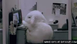 bunny-falling-asleep-at-desk-o